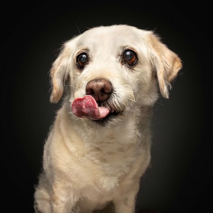 A senior dog with light fur licks its nose, captured by Christian Vieler, showing love and loyalty.