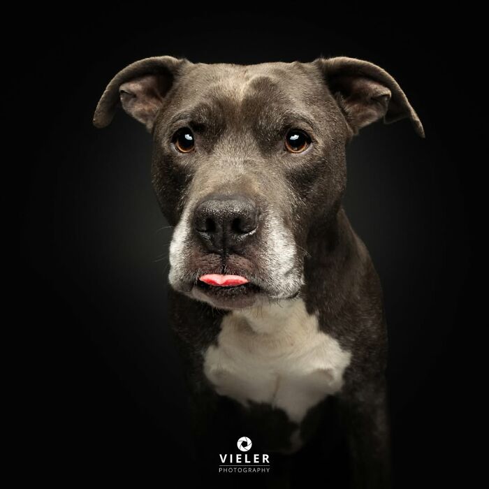 A dark-furred senior dog with a white chest sticks its tongue out, photographed by Christian Vieler, expressing love.