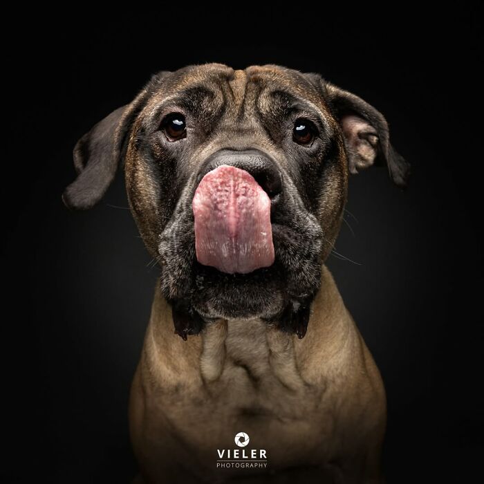 A large senior dog with brown fur licks its nose, showcasing love and loyalty in a Christian Vieler photo.