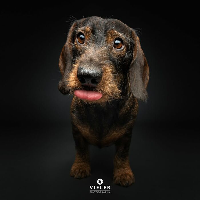 A small, wire-haired senior dog with brown and black fur sticks out its tongue, a Christian Vieler photo of loyalty.