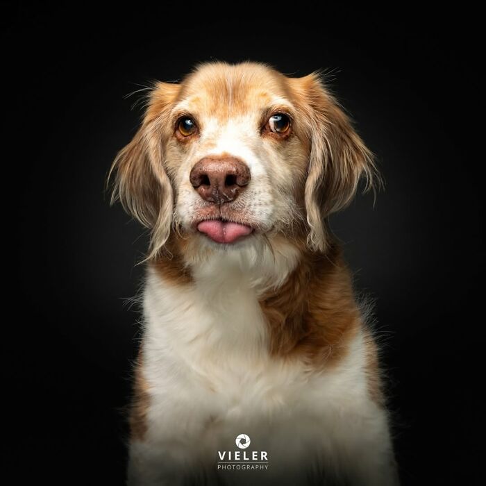 A senior dog with a light brown and white coat looking at the camera with its tongue slightly out. Christian Vieler captures loyalty.
