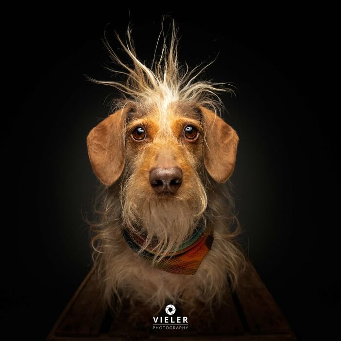 Christian Vieler photographs a scruffy senior dog with wild hair and a colorful bandana, a touching image of loyalty.