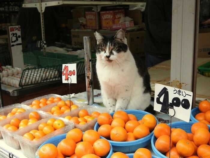 Hilarious cat at work, a black and white cat overseeing a fruit stall with tangerines.