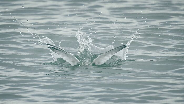 Wildlife bird diving into water with splash and spread wings