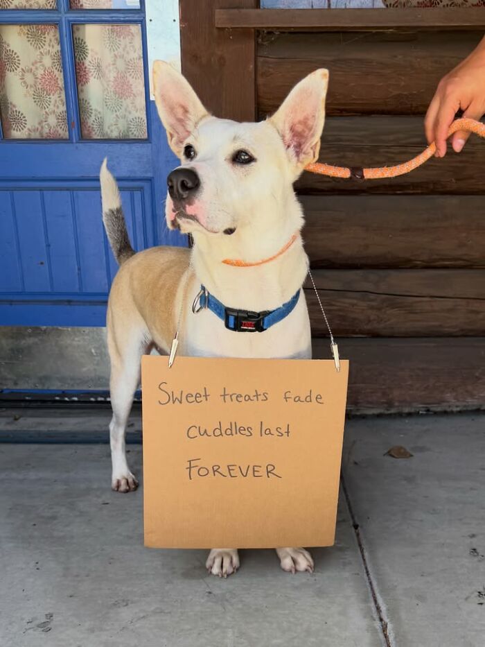 A white and tan dog wears a cardboard sign that says, Sweet treats fade, cuddles last FOREVER. This dog with sign message spotlights adoptable pups.