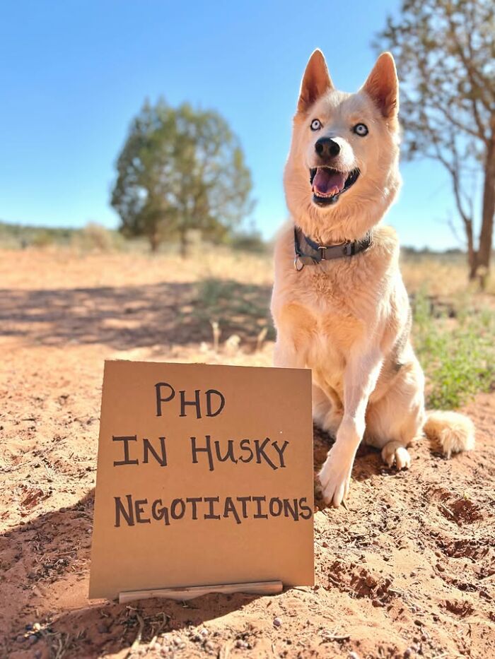 A happy husky sits next to a cardboard sign that reads, PhD in Husky Negotiations. This famous cardboard message spotlights adoptable pups.