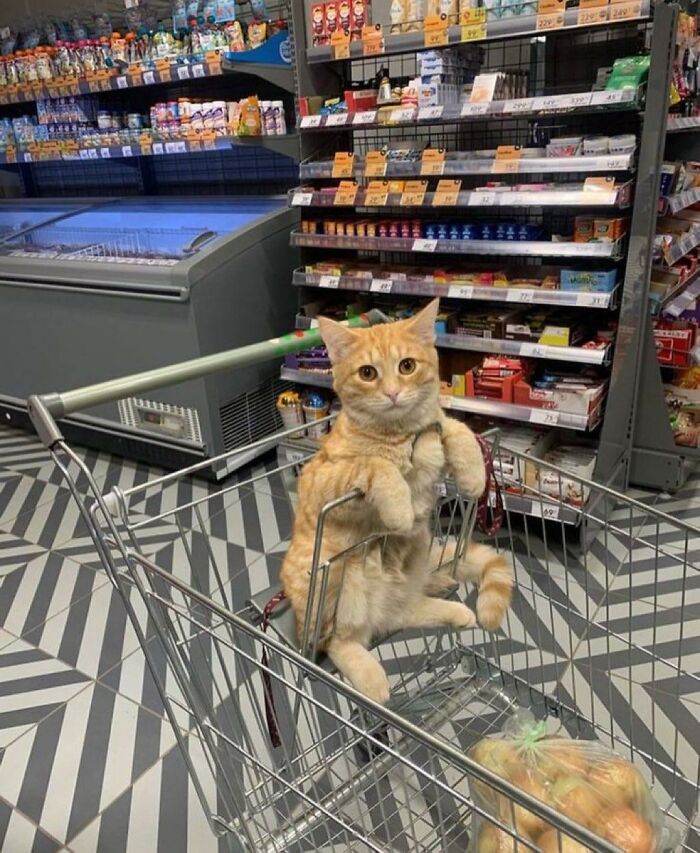 Hilarious cat at work, an orange cat sitting upright in a shopping cart in a grocery store.