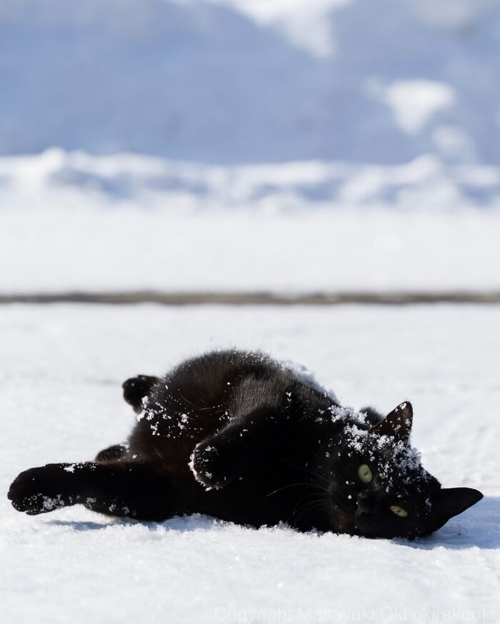 A black cat rolling in snow, covered with snowflakes, captured by street photographer Masayuki Oki.