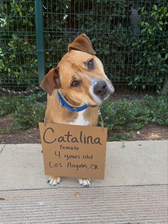 A brown dog, named Catalina, tilts its head while wearing a cardboard sign. This famous dog with sign message spotlights adoptable pups.