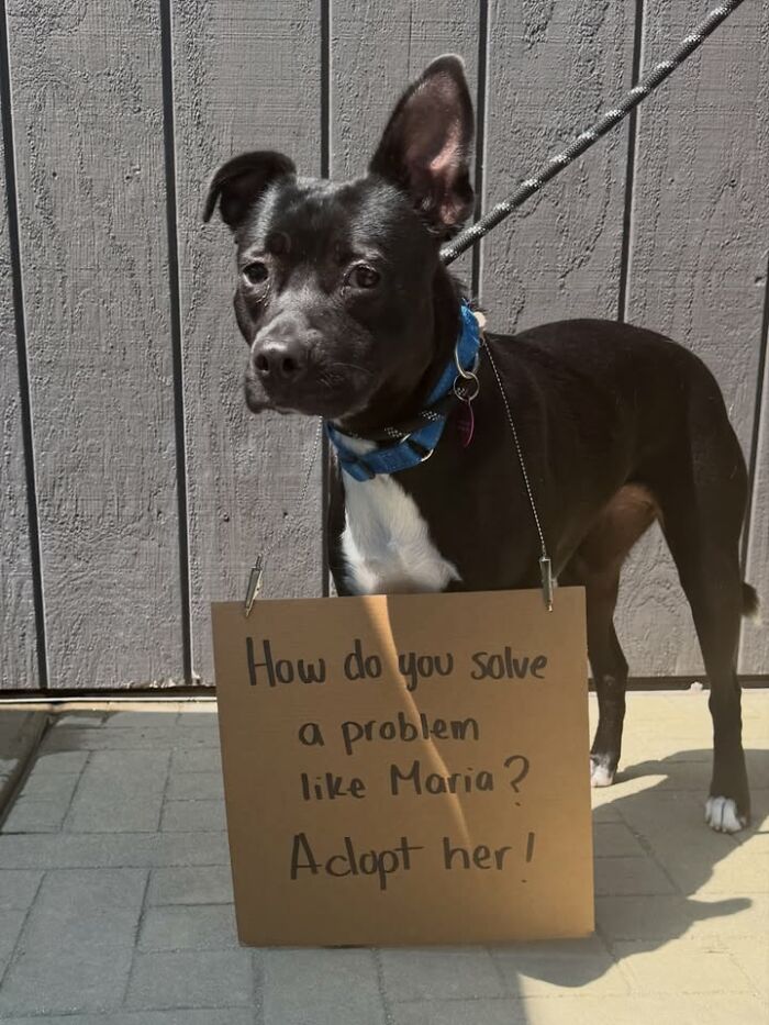 A black dog with a sign asks, How do you solve a problem like Maria? Adopt her!, spotlighting adoptable pups.