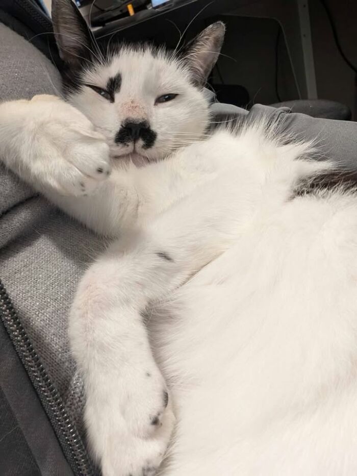 A white cat with black markings, including a small black mustache, relaxing during a vet appointment.