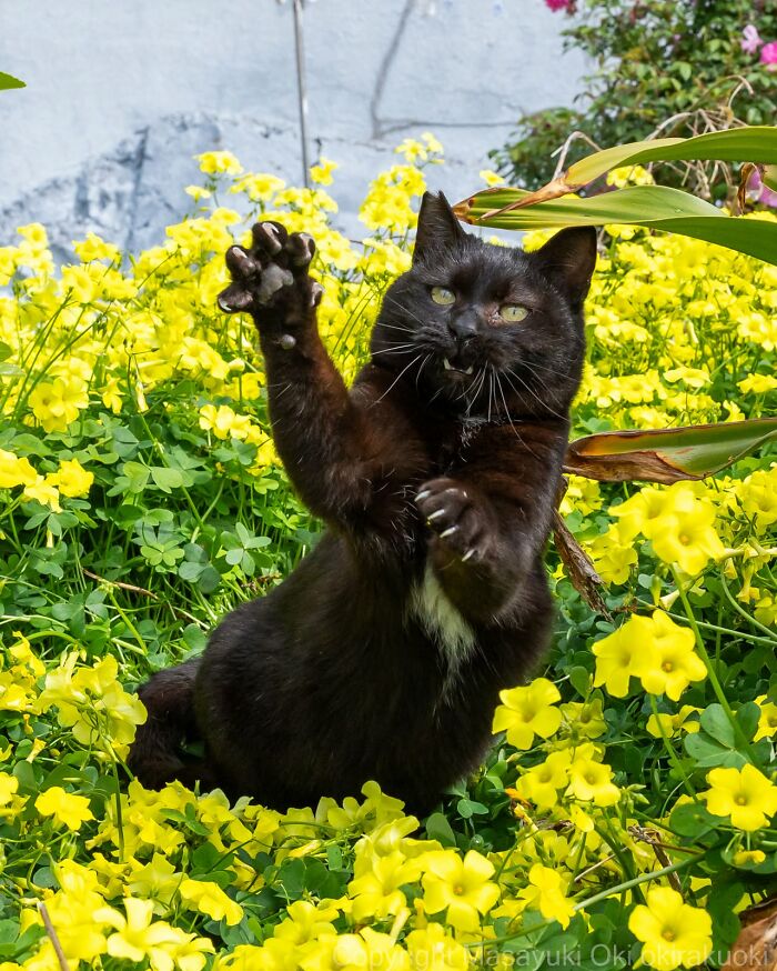 A playful black cat with paws raised, surrounded by yellow flowers, by street photographer Masayuki Oki.