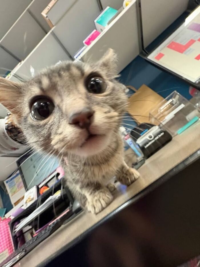 Funny cat reactions during vet clinic appointments, a tabby cat curiously looking at the camera.