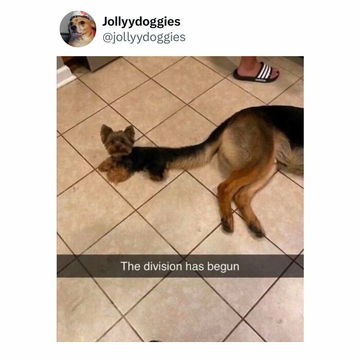 Funny dog memes with a tiny dog looking like it is splitting from a larger German Shepherd tail.