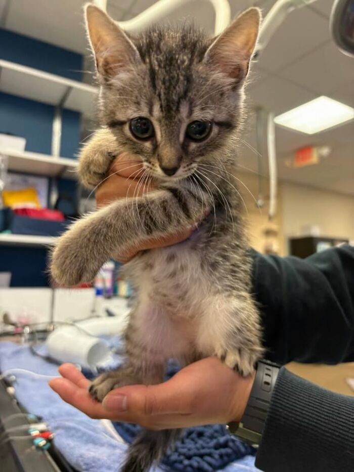 A tiny tabby kitten being held in a vet's hand during a vet appointment.