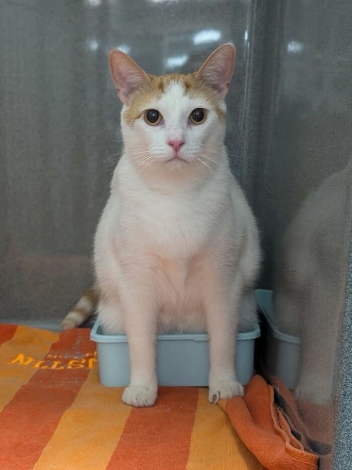 Funny cat reactions during vet clinic appointments, a white and orange cat sitting in a litter box.