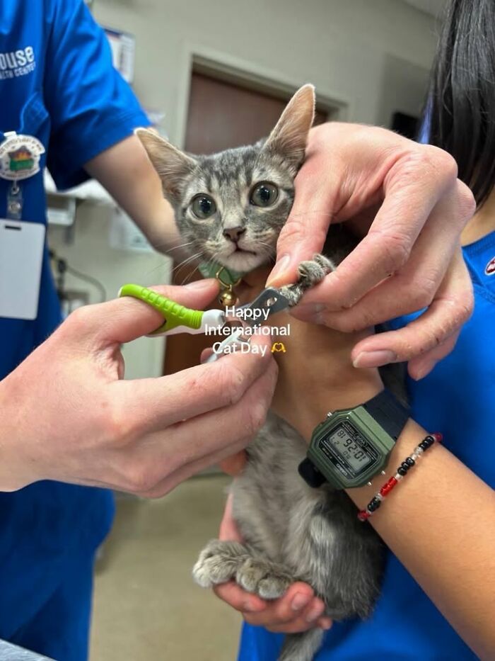 Funny cat reactions during vet clinic appointments, vet staff holding a small tabby kitten.