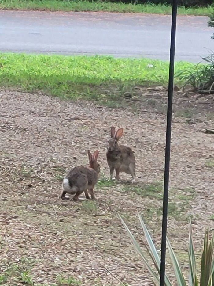 Two rabbits in a wildlife setting near a gravel pathway