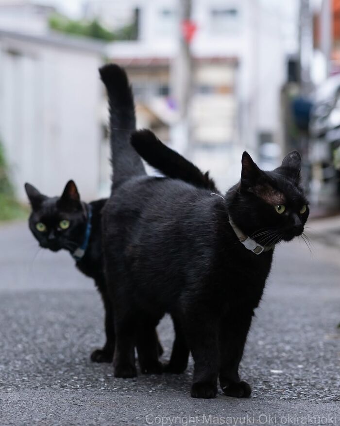 Two black cats standing in an alley, captured in a street photograph by Masayuki Oki.