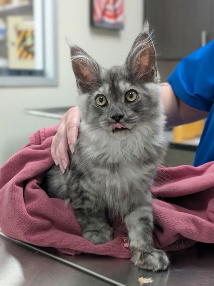 A fluffy gray kitten with its tongue out sitting on a pink blanket during a funny vet appointment.