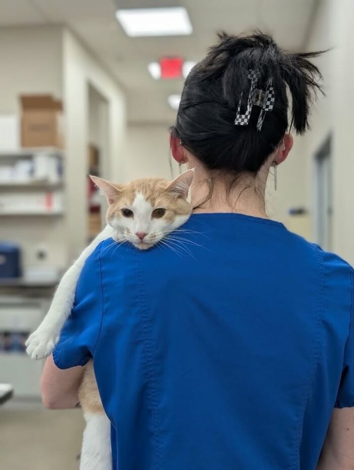 A white and orange cat draped over a vet technician's shoulder, looking calm during a vet appointment.