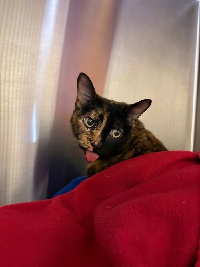 A tortoiseshell cat with big eyes and its tongue sticking out during a vet appointment.