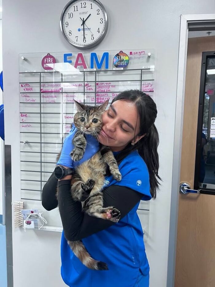 Vet clinic photos of cats having funny reactions, with a vet technician hugging a tabby cat.