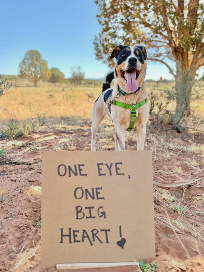 A happy dog with sign One Eye, One Big Heart, for adoptable pups.