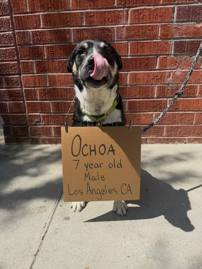A black and white dog named Ochoa, 7 years old, with sign, promoting adoptable pups.