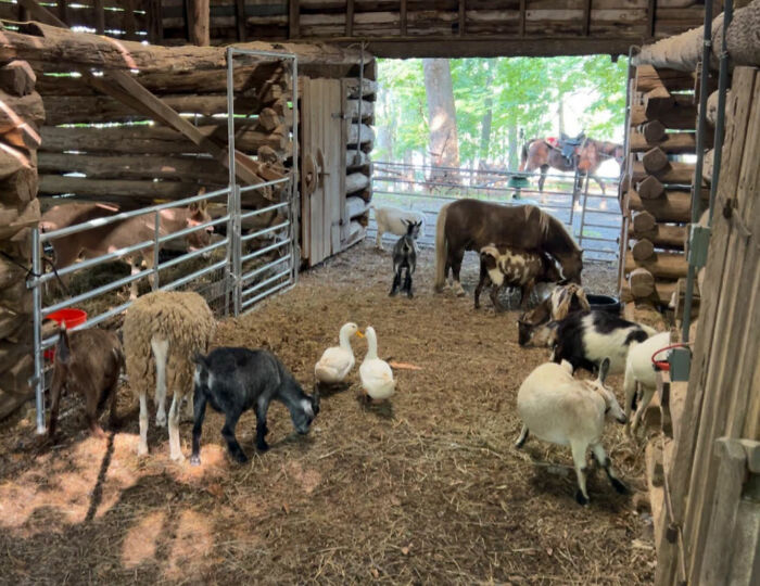 Officer Facing Backlash After Entering Family's Pasture Without Permission And Firing On Their Baby Pet Donkey Officer Facing Backlash After Entering Family's Pasture Without Permission And Firing On Their Baby Pet Donkey