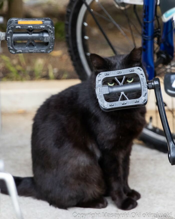 A black cat peering through a bicycle pedal, an interesting moment captured by a street photographer of black cats.