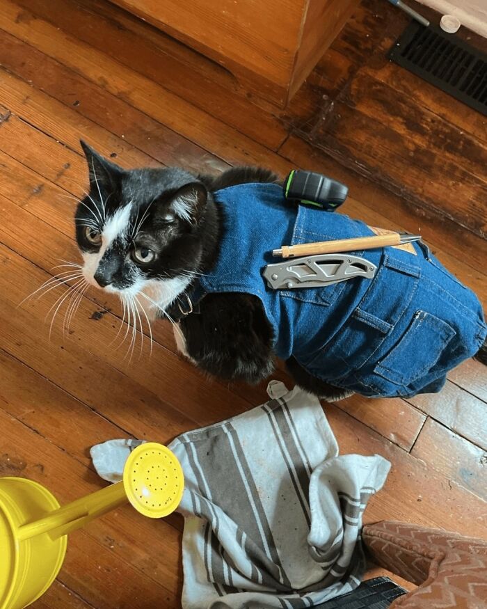 Hilarious cat at work, a black and white cat wearing denim overalls with tools.