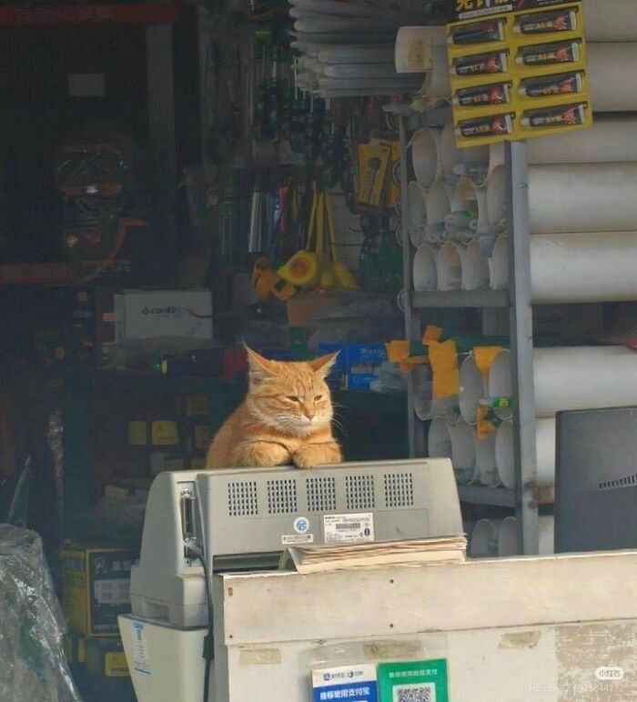 Hilarious cat at work, an orange cat sitting on a computer monitor in a hardware store.