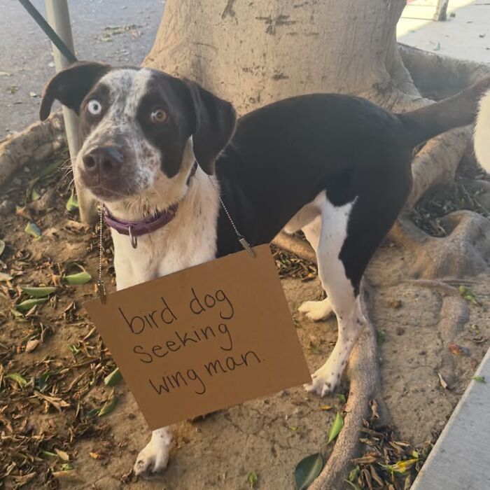 A black and white dog with sign, bird dog seeking wing man, for dog adoption.