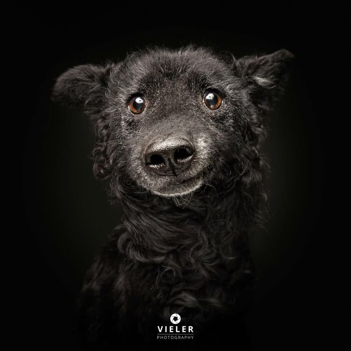A sweet senior dog with curly black fur smiles for Christian Vieler, a touching photo celebrating love and loyalty.