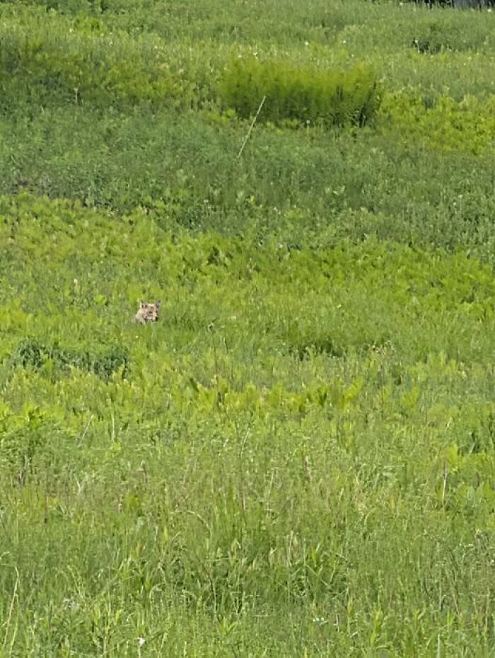 Hidden wildlife animal barely visible in tall green grass