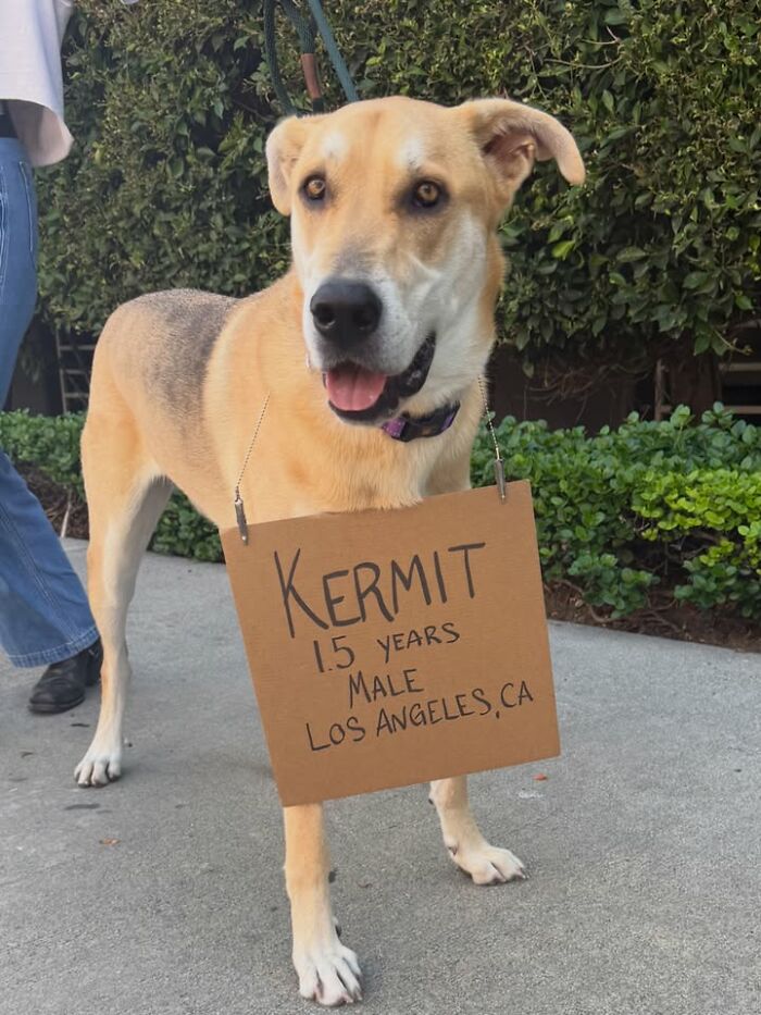 A tan dog named Kermit, 1.5 years old, with sign, promoting adoptable pups.