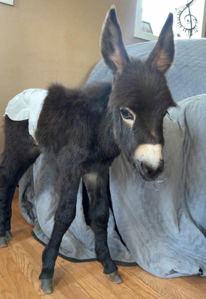 Officer Facing Backlash After Entering Family's Pasture Without Permission And Firing On Their Baby Pet Donkey Officer Facing Backlash After Entering Family's Pasture Without Permission And Firing On Their Baby Pet Donkey