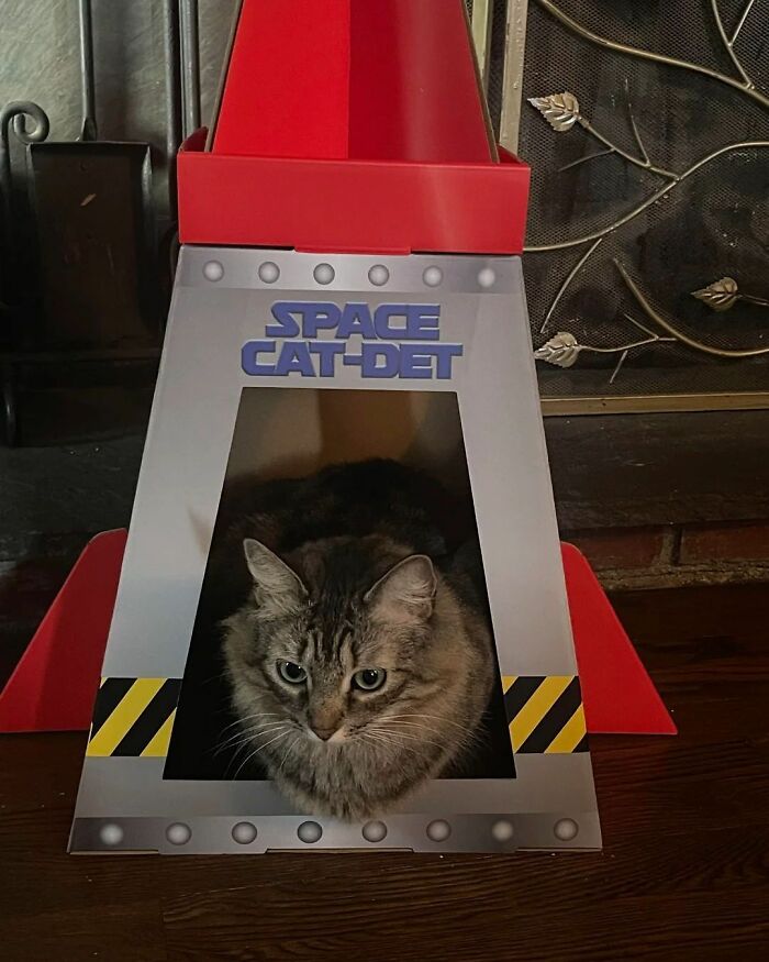 A hilariously serious cat in a cardboard rocket, taking its career very seriously.
