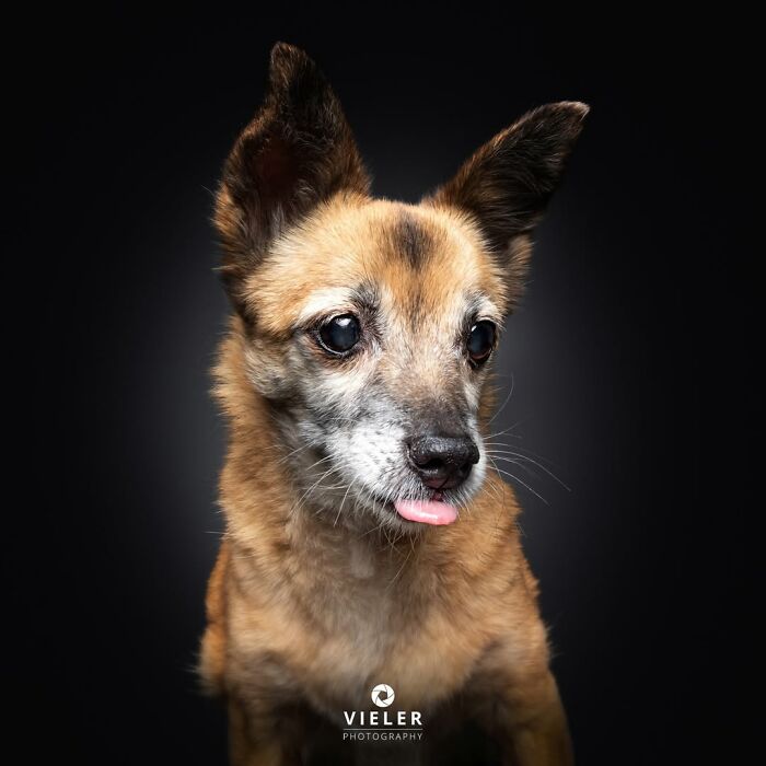 Christian Vieler captures a heartwarming image of a small senior dog with perky ears and its tongue out, celebrating loyalty.