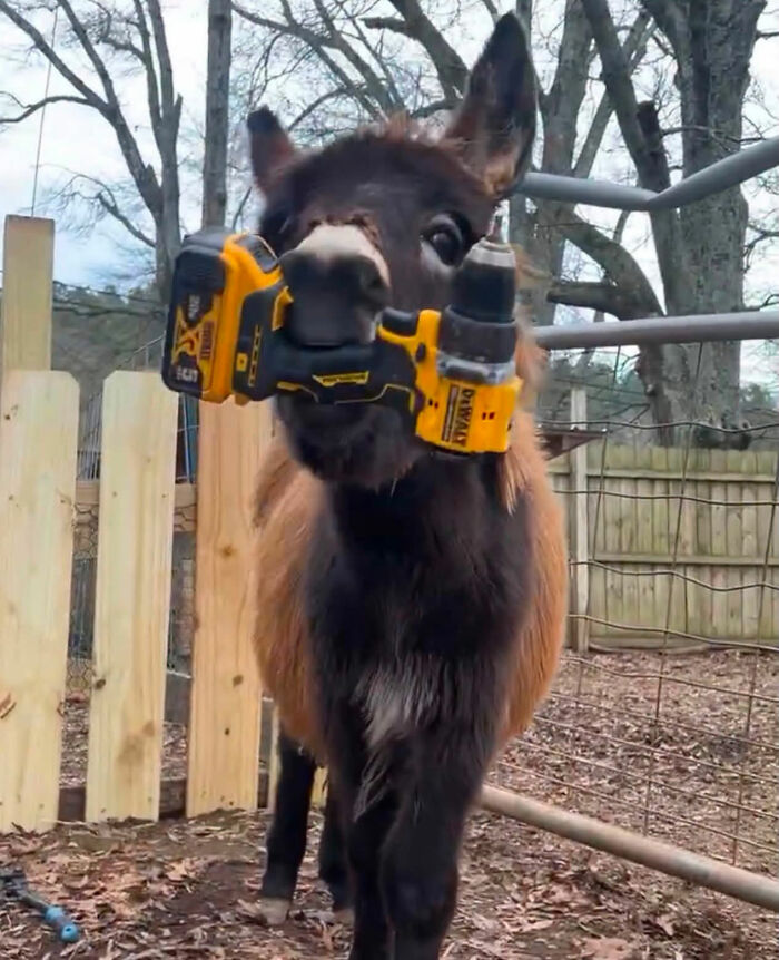 Officer Facing Backlash After Entering Family's Pasture Without Permission And Firing On Their Baby Pet Donkey Officer Facing Backlash After Entering Family's Pasture Without Permission And Firing On Their Baby Pet Donkey
