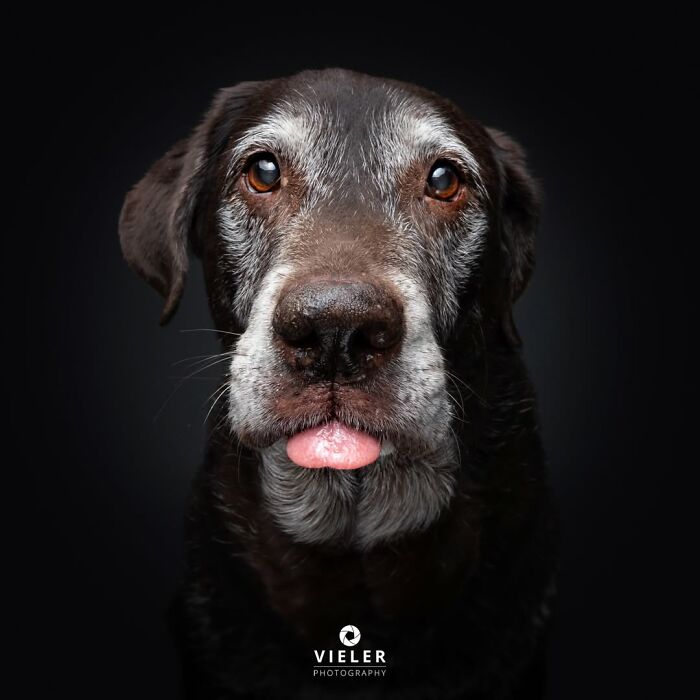 A soulful portrait by Christian Vieler shows a senior dog, a brown Labrador, sticking out its tongue, showcasing love.