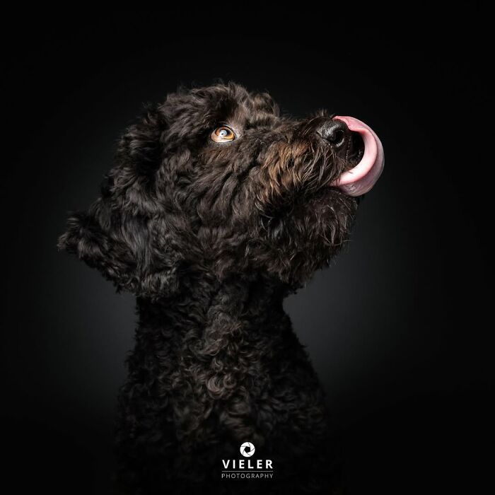 Christian Vieler captures a touching photo of a senior dog with black fur, celebrating love and loyalty.