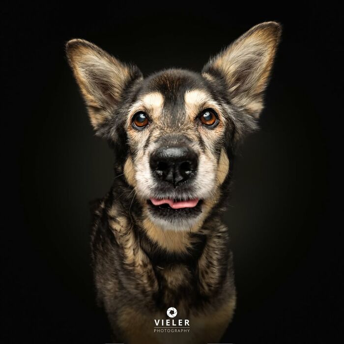 A multi-colored senior dog with large ears, celebrating love and loyalty in a touching photo by Christian Vieler.