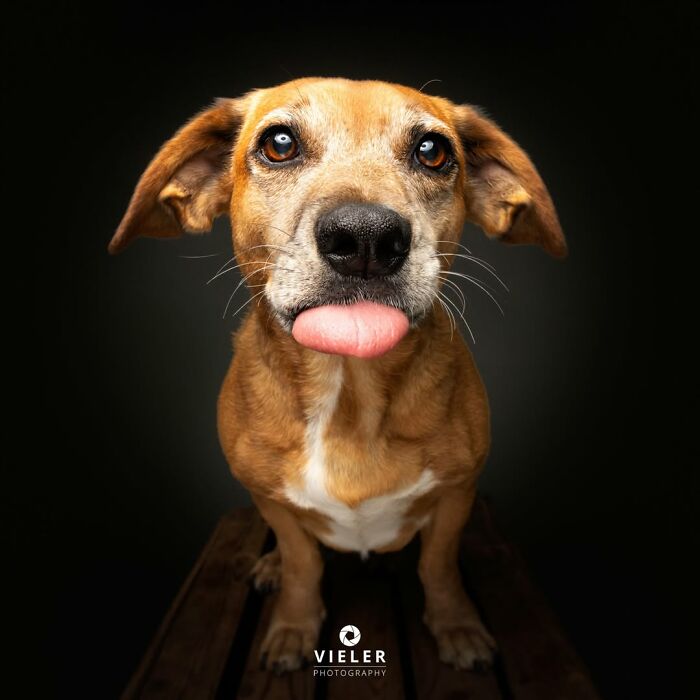 A brown and white senior dog with its tongue sticking out, celebrating love and loyalty in a touching photo by Christian Vieler.