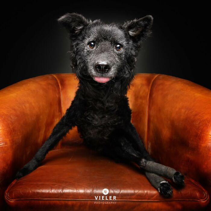 A black senior dog lounging on a brown armchair, celebrating love and loyalty in a touching photo by Christian Vieler.