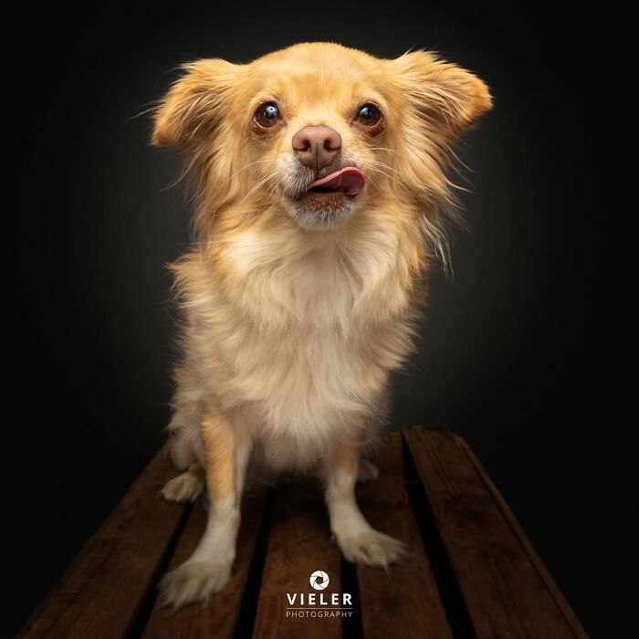 A fluffy senior dog with its tongue out, celebrating love and loyalty in a touching photo by Christian Vieler.