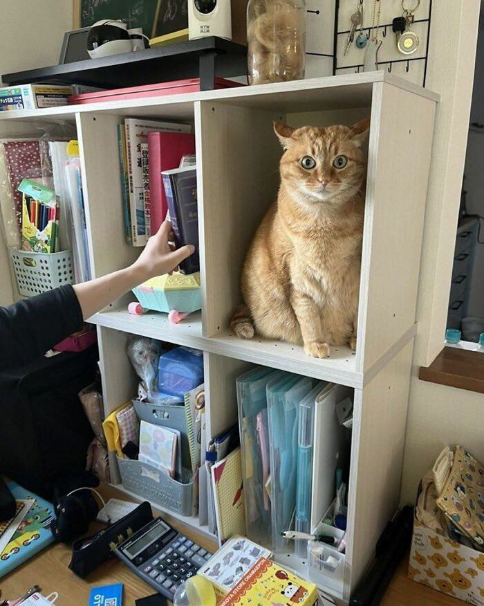 An orange cat sits in a shelf compartment, looking hilarious and serious about its career.