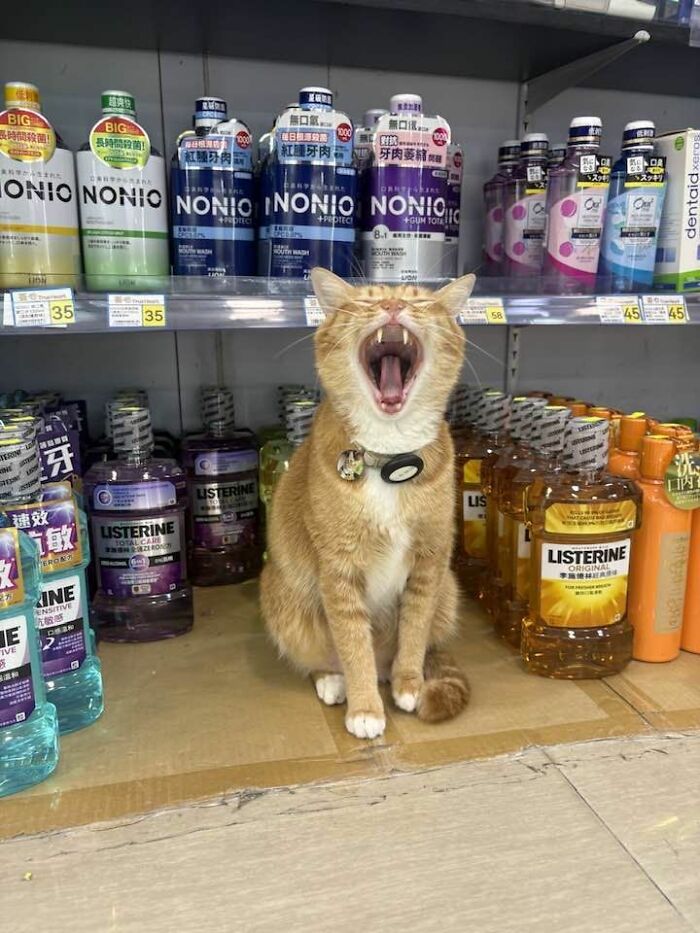 An orange cat yawns widely among mouthwash bottles, looking hilarious at work.