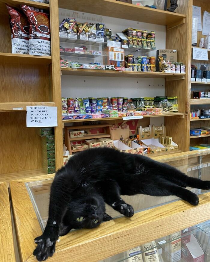 A black cat lies on its back on a display case, looking hilarious and relaxed while working.